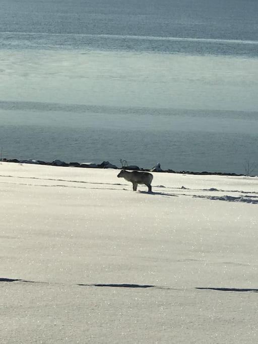 Trivelig Fritidshus Pa Arnes, Senja Straumstad Exteriér fotografie