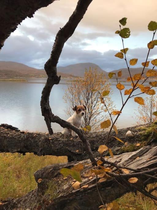 Trivelig Fritidshus Pa Arnes, Senja Straumstad Exteriér fotografie